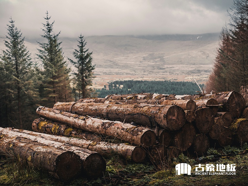 建立速生豐林產(chǎn)基地