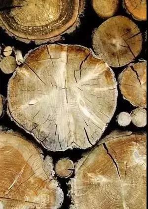 木材開裂的真實面貌