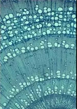 木材的各向異性