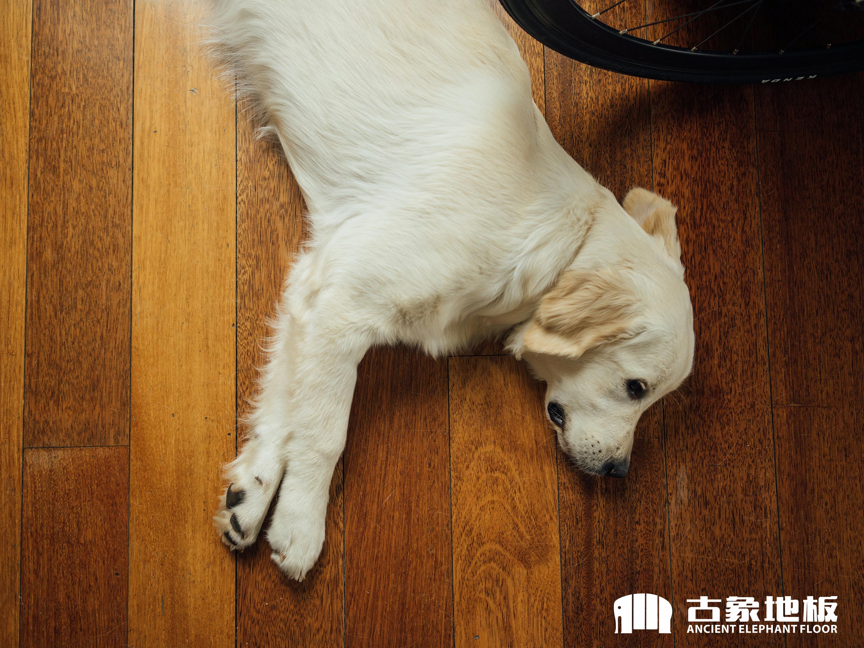 寵物在強化地板上撒尿了怎么辦