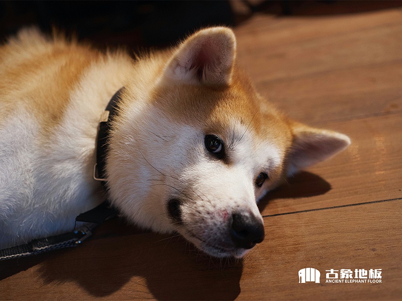 新三層實(shí)木地板