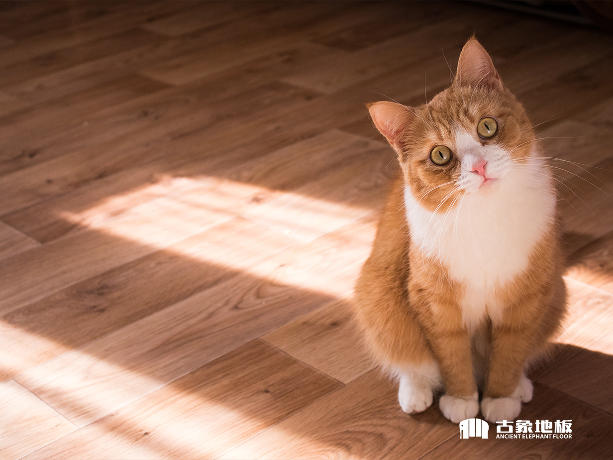 實(shí)木地板的消費(fèi)誤區(qū)有哪些