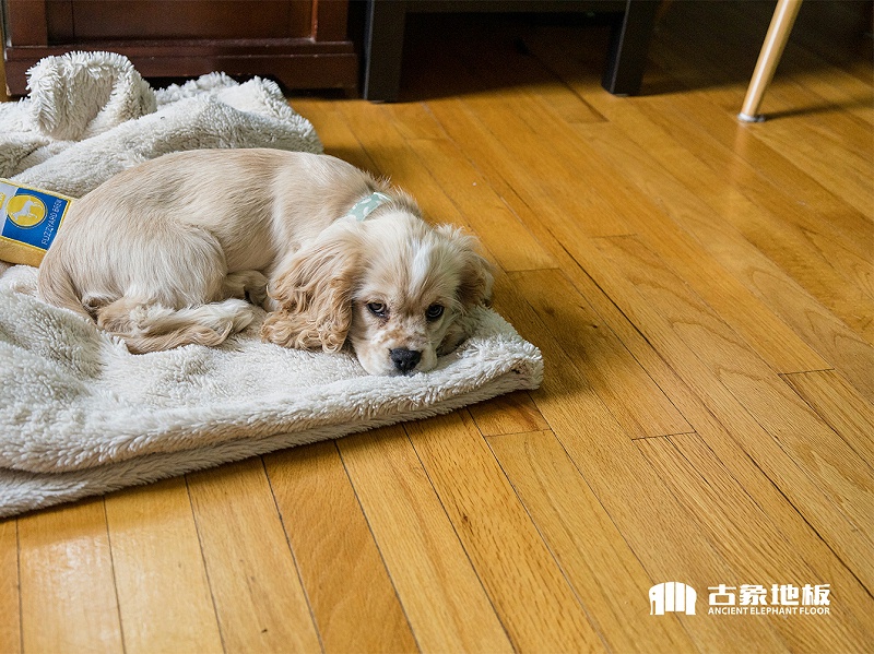 實(shí)木地板夏季保養(yǎng)