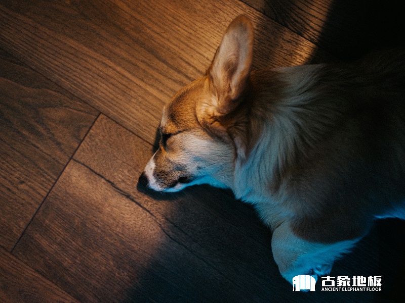 寵物在地板上睡著也不易著涼
