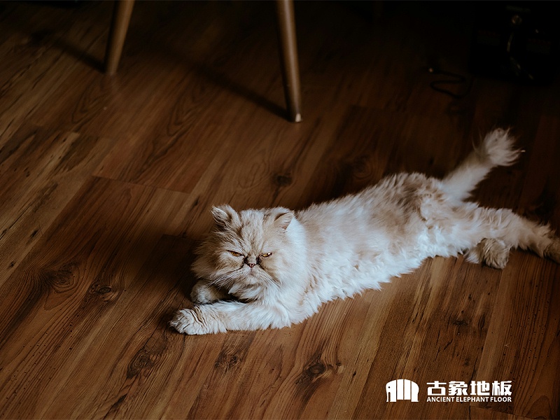 清潔木地板上的毛發(fā)有方法