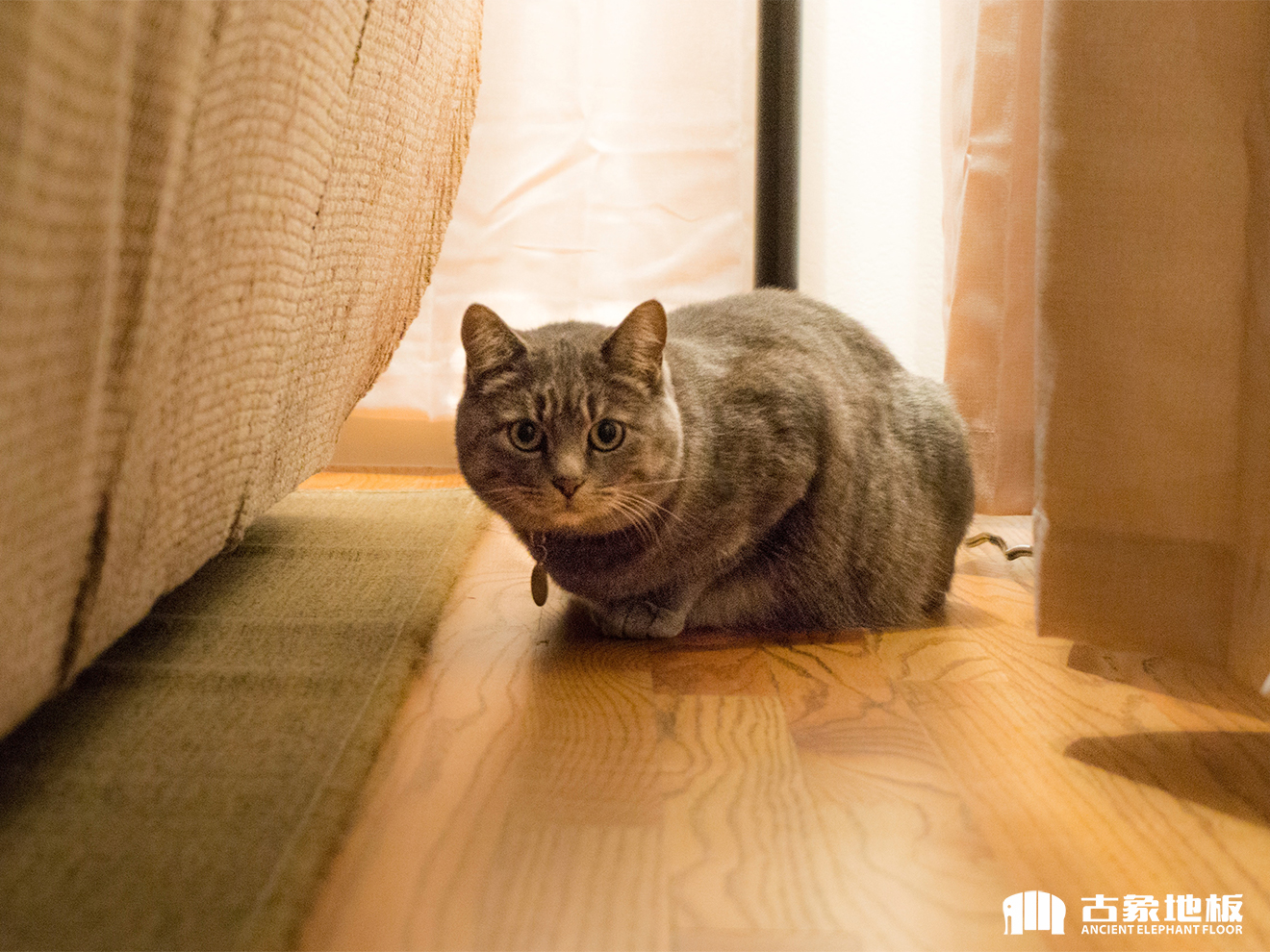 柚木實(shí)木地板有什么特點(diǎn)